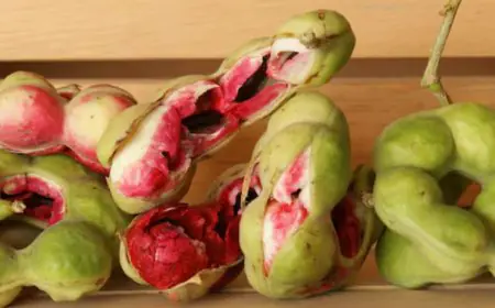 Ayurveda: This Jungle Jalebi Is A Natural Treatment For Constipation And Stomach Worms