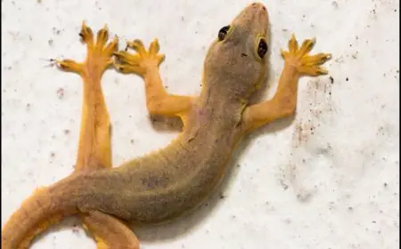 How To Get Rid Of Lizards At Home: 5 Simple Remedies That Really Work