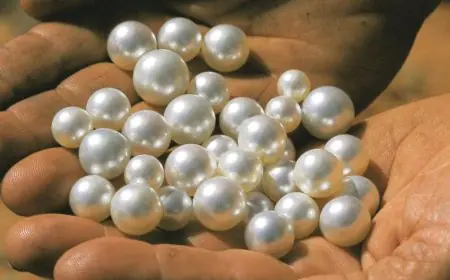 Pearl Farming In Fields? Farmers Are Now Cultivating This Hidden Gem In Their Backyards