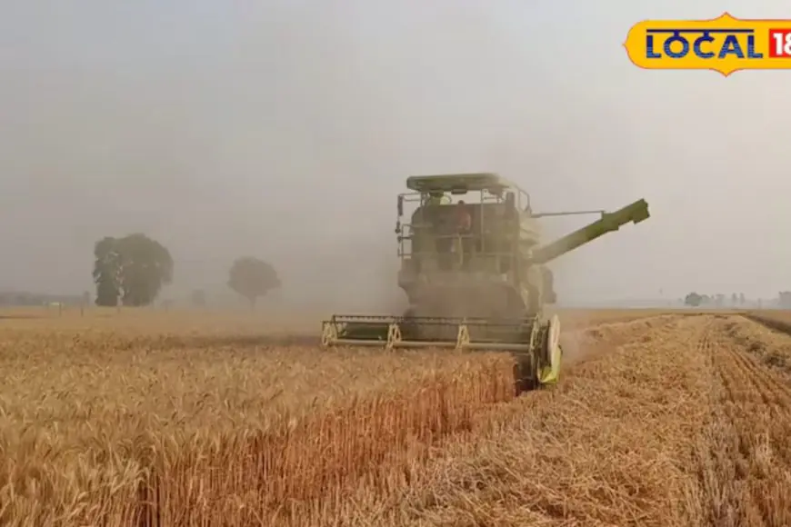How To Store Wheat Safely And Keep It Weevil-Free