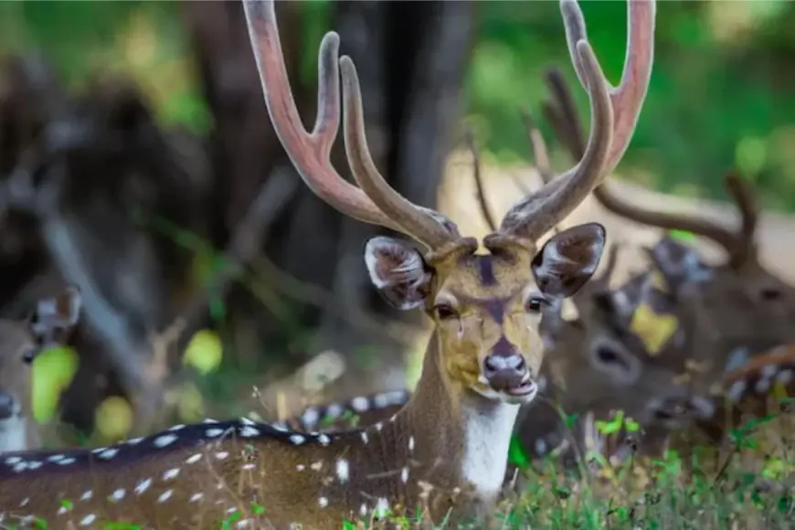 Noida to Welcome Its First Deer Park and Sunset Safari at Sector 91 Biodiversity Park