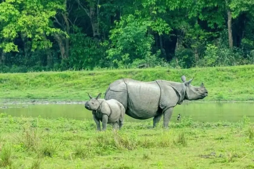 From National Parks To Bird Sanctuaries: Discover These Wildlife Spots In India