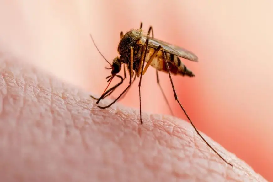 How To Stay Safe From Dengue: Essential Preventive Measures Recommended by Doctors