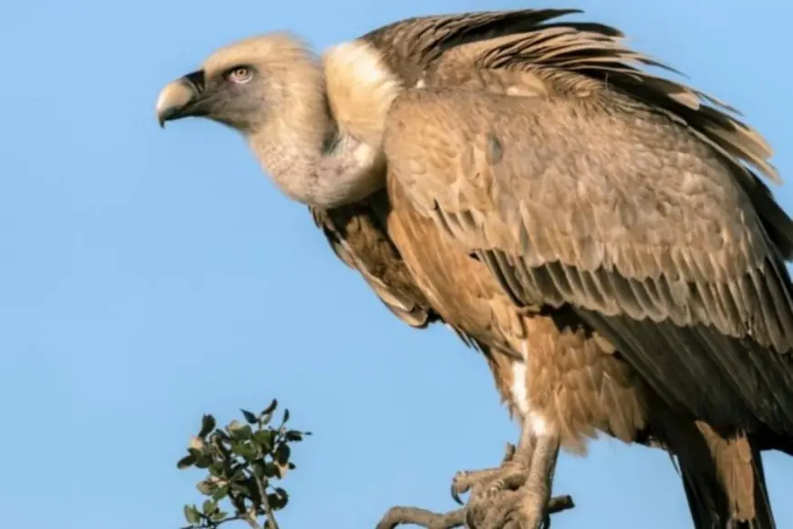 How One Drug Wiped Out 99% Of India’s Vultures In Less Than 20 Years