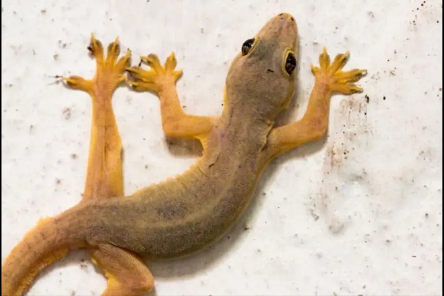How To Get Rid Of Lizards At Home: 5 Simple Remedies That Really Work
