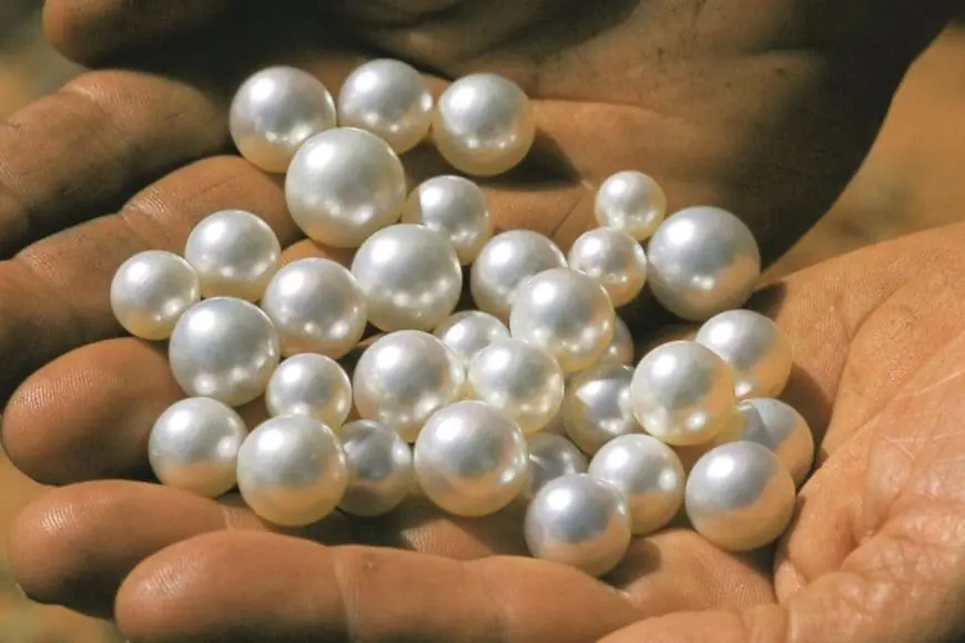 Pearl Farming In Fields? Farmers Are Now Cultivating This Hidden Gem In Their Backyards