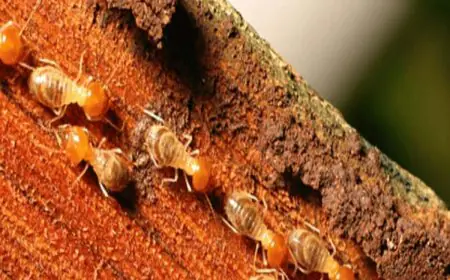 Termites Eating Your Furniture? Try These 5 Simple Remedies To Get Rid Of Them Quickly