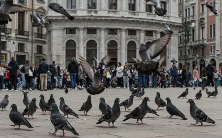 Can Feeding Pigeons Regularly Harm Your Lungs? Tips To Protect Yourself