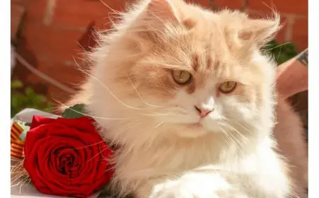 Why Adopt A Cat From Mummy Cat?