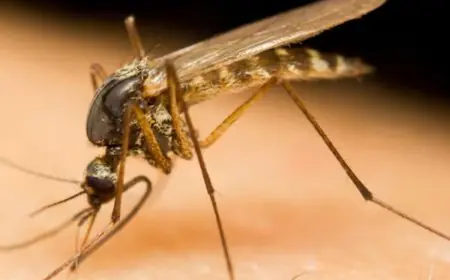 Are You A Mosquito Magnet? Here’s Why They Ignore Everyone Else And Bite Only You