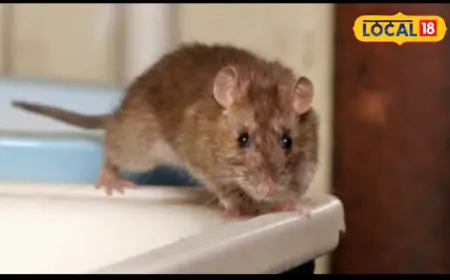 No Poison Needed: This Common Kitchen Spice Can Help You Get Rid Of Rats