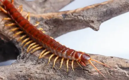 Tips To Keep Your Home Centipede-Free This Monsoon