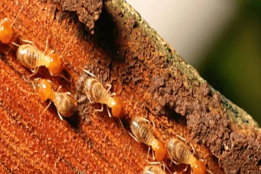 Termites Eating Your Furniture? Try These 5 Simple Remedies To Get Rid Of Them Quickly
