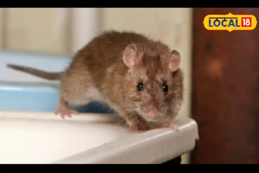 No Poison Needed: This Common Kitchen Spice Can Help You Get Rid Of Rats