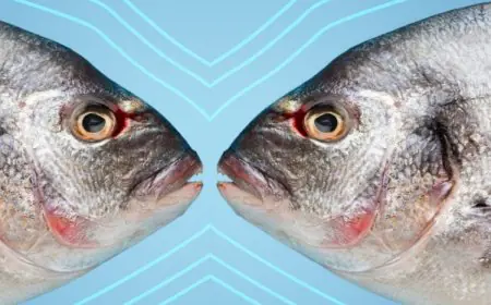 Eat This Fish Twice A Week To Stop Hair Loss, Improve Bone And Eye Health