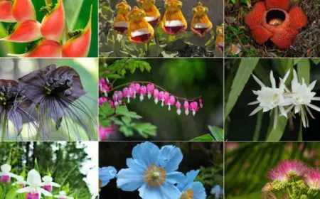 Nature’s Rare Blooming Wonders: Flowers That Bloom Once In A Lifetime
