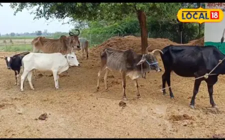 Tips And Tricks: Protect Your Pets And Livestock Against Insects With Simple Detergent Spray