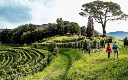 Embark On A Scenic Wine Journey Through Switzerland’s Most Picturesque Vineyards
