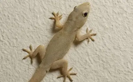 Sick Of Lizards At Home? Check Out These 8 Cheap & Effective Home Remedies This Monsoon