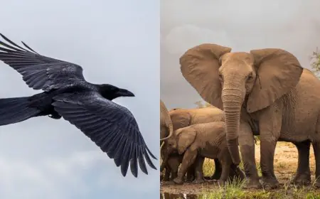 Meet The 10 Smartest Animals On The Planet