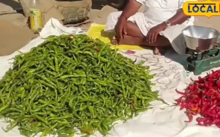 Tips And Tricks: Never Pay For Green Chillies Now! Grow Your Own At Home