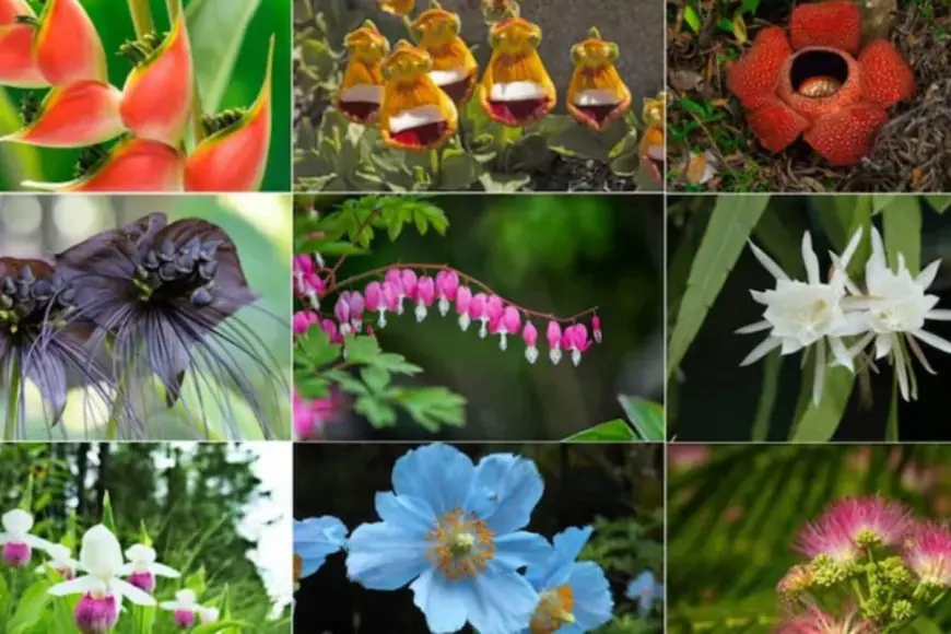 Nature’s Rare Blooming Wonders: Flowers That Bloom Once In A Lifetime