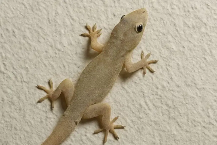 Sick Of Lizards At Home? Check Out These 8 Cheap & Effective Home Remedies This Monsoon