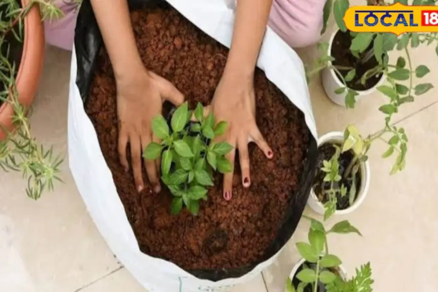 Here's How You Can Grow Ridge Gourd, Bottle Gourd & Bitter Gourd At Home This Monsoon