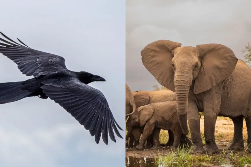 Meet The 10 Smartest Animals On The Planet
