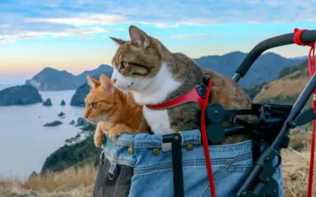 Travelling With Your Cat In The Rainy Season? Here’s What You Should Know