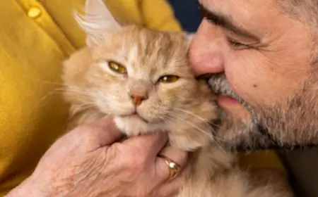 Essential Nutrients And Calorie Guidelines For Healthy Kitten Growth