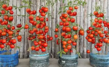 Tips And Tricks: How To Grow Tomatoes Easily At Home In Plastic Bottles?