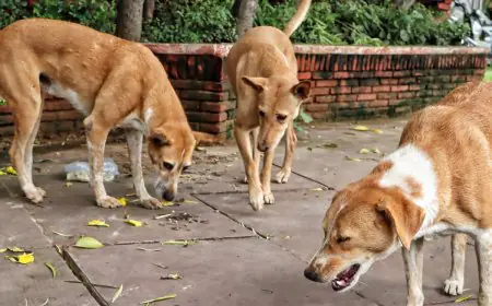 Rabies Vaccine Can Be Given Without A Dog Bite, But Not In India: Here's Why