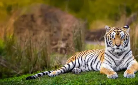 Rajasthan Tiger Safari: 5 Best National Parks And Reserves To Spot Tigers
