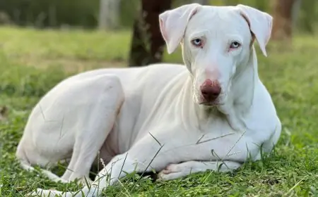 International Dog Day: 5 Everyday Habits To Keep Your Dog Happy And Healthy