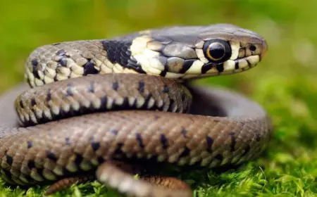 Snakebite: What Is The First Thing You Should Do? Emergency Doctors Say....