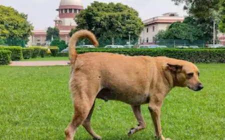 As India Debates Street Dogs, Thailand Offers a Roadmap That Works