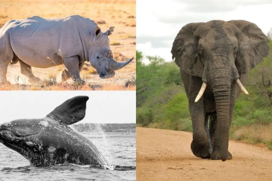 Top 10 Heaviest Animals In The World