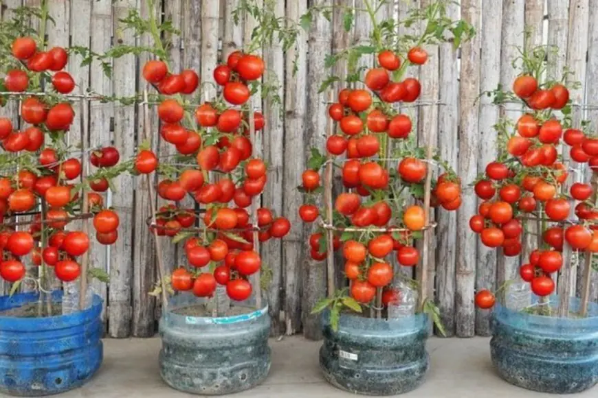 Tips And Tricks: How To Grow Tomatoes Easily At Home In Plastic Bottles?