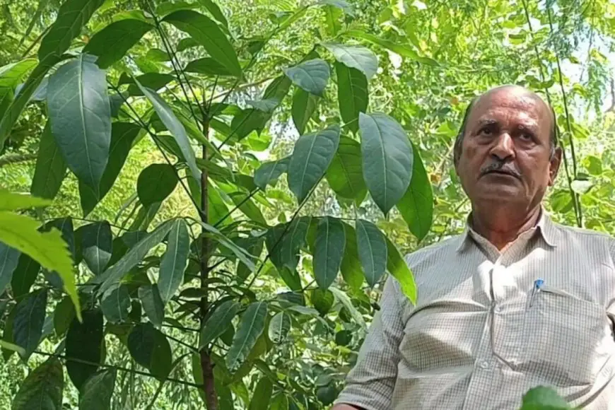 Tree Farming: How A ₹200 Plant Can Earn You ₹1 Lakh In Return