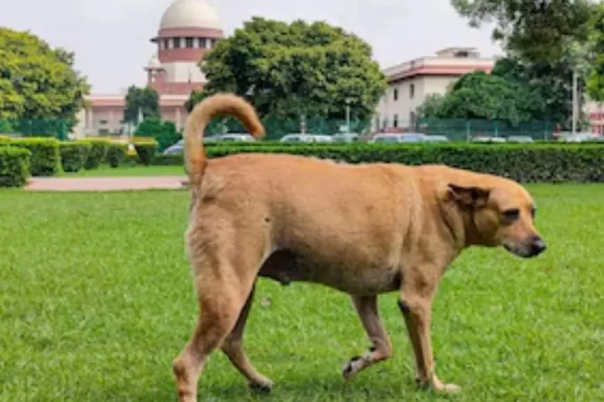 Street Dog Sterilisation In Delhi: Who Does It? What’s The Cost? Guide For ‘Rabies-Free’ Strays In Your Area