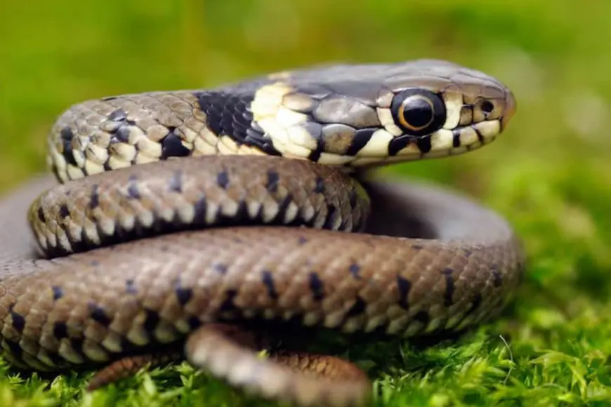 Snakebite: What Is The First Thing You Should Do? Emergency Doctors Say....