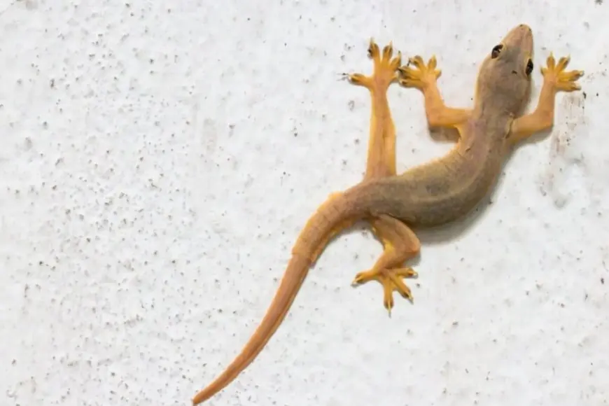 Say Goodbye To Lizards At Home With This Re 1 Trick That Is Natural & Safe