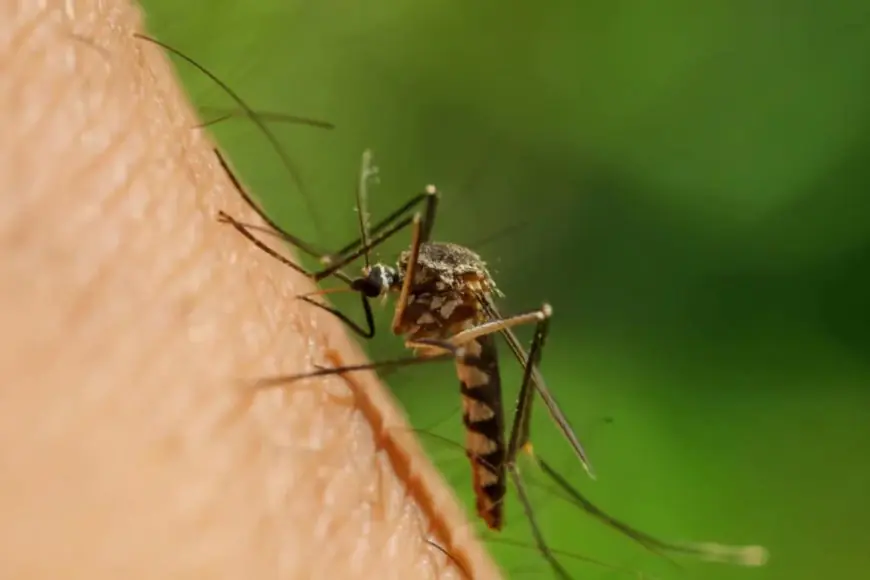 How To Prevent Mosquitoes At Home: Easy Tips For A Safer Space This Monsoon