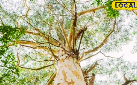 Ditch Teak And Sal – This Tree Can Make You A Millionaire In Just A Few Years!
