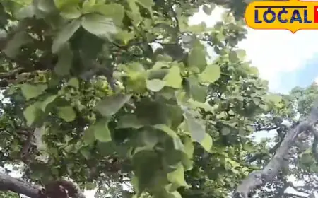 This Tree In Vrindavan Is Believed To Be 100 Years Older Than Lord Krishna