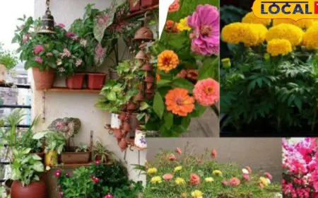 Balcony Garden Tips: 6 Sun-Loving Flowers For A Colourful Bloom