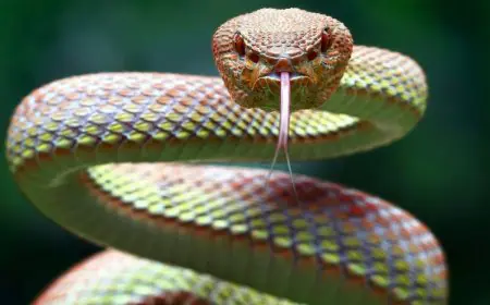 These Simple Things Can Chase Snakes Away Instantly, Keep Them Handy