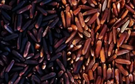Difference Between Brown Rice And Black Rice: Which One Is Healthier?