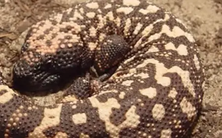 How This Venomous Lizard Gave A ‘Magic Fix’ For Weight Loss — Science Behind Ozempic | Video